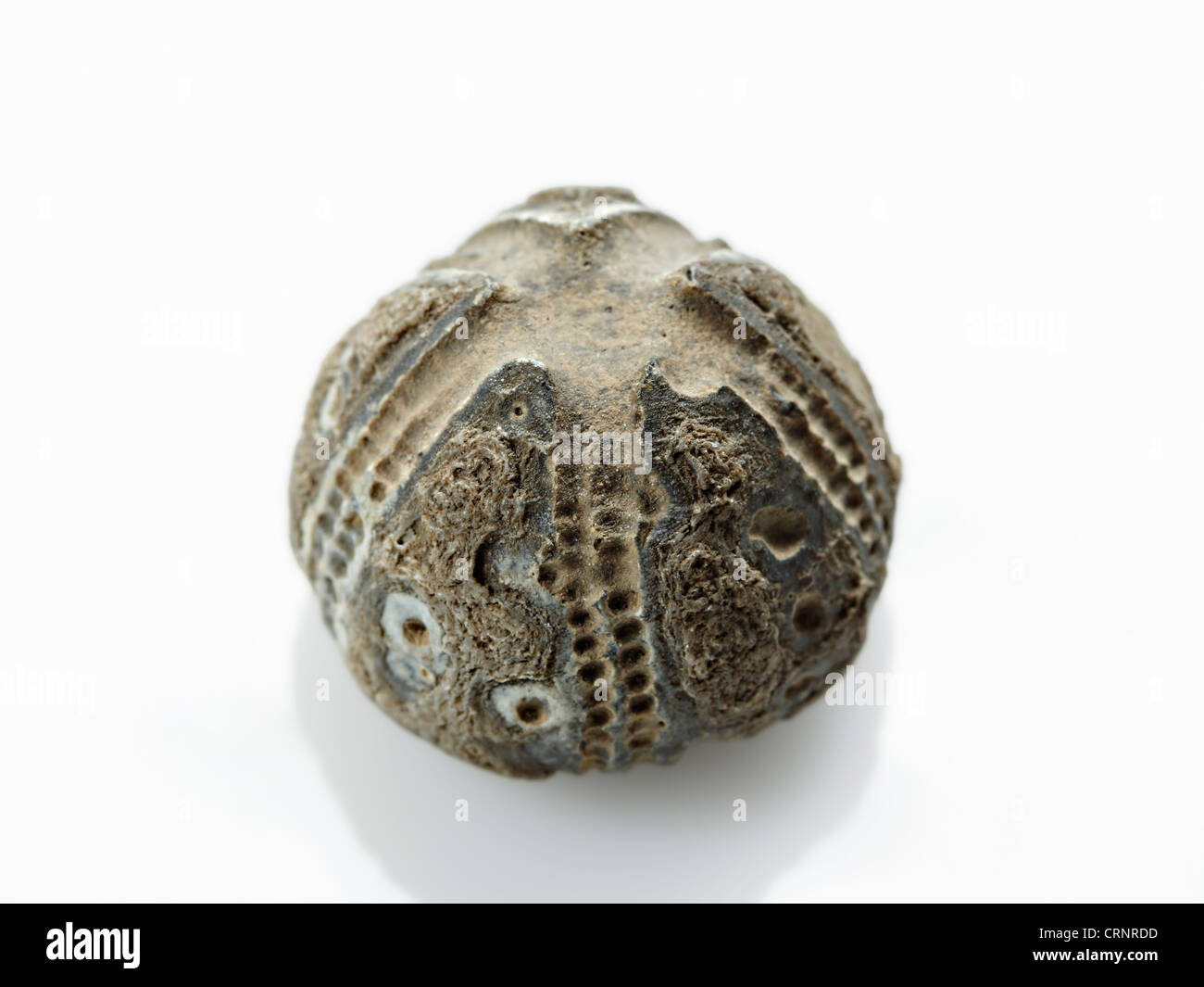 Fossilized sea urchin on white background Stock Photo - Alamy