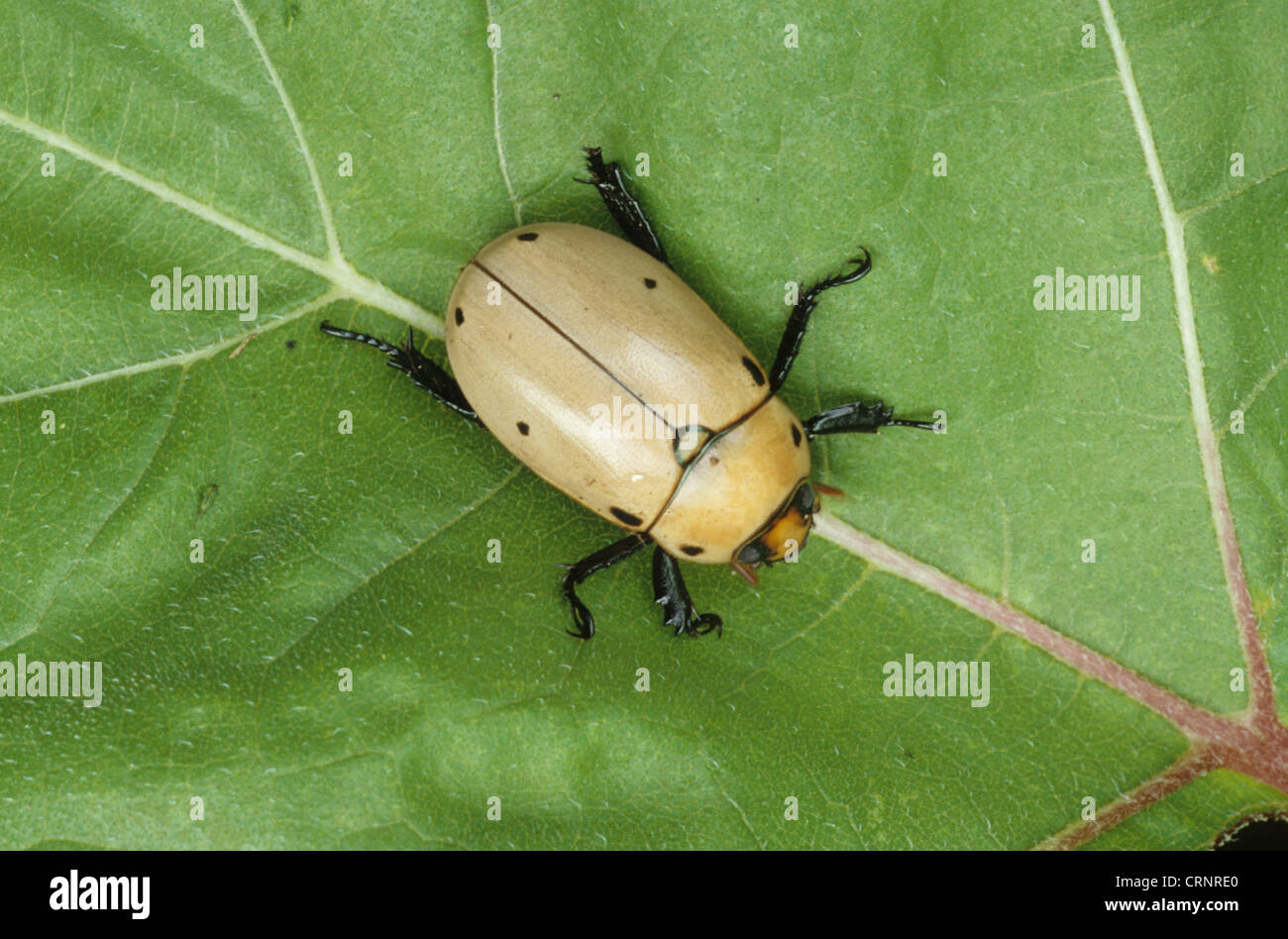 Grapevine Beetle (Pelidnota punctata) adult, resting on leaf, U.S.A