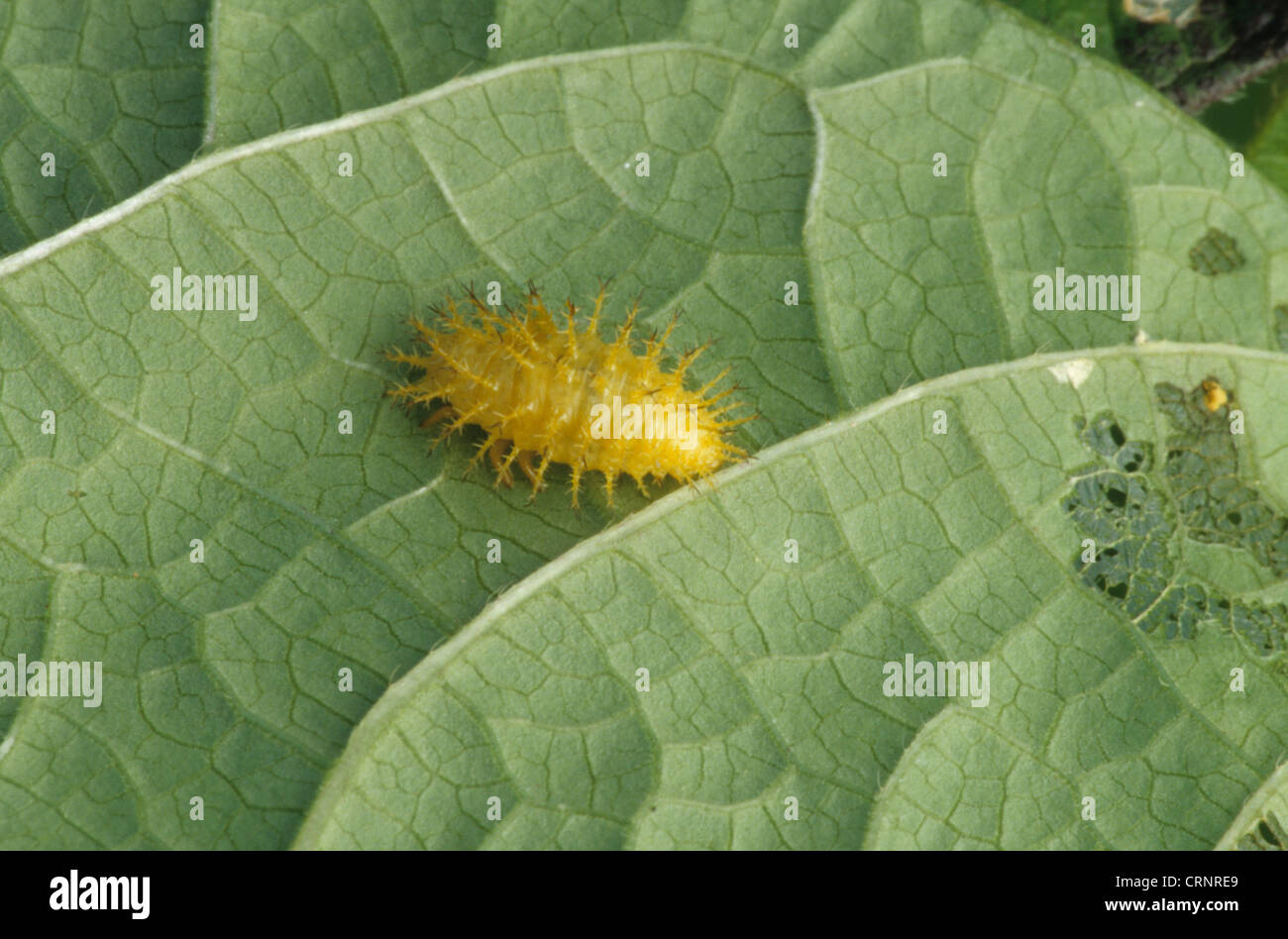 Mexican Bean Beetle (Epilachna varivestis) larva, feeding on leaf, agricultural pest, U.S.A