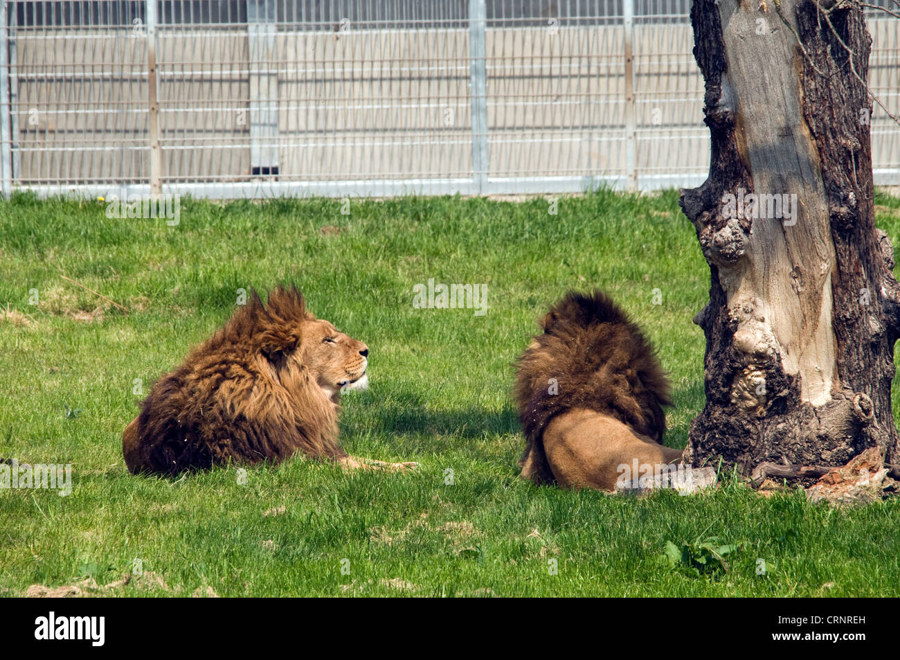 Lions fenced off Stock Photo