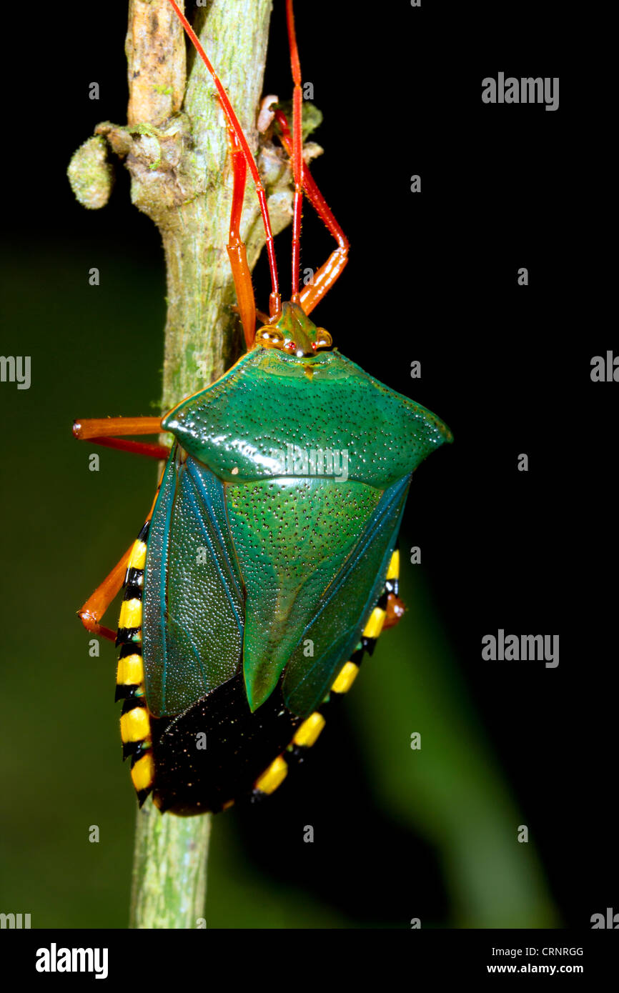 Shield bug (Hemiptera) in the Amazon rainforest, Ecuador Stock Photo