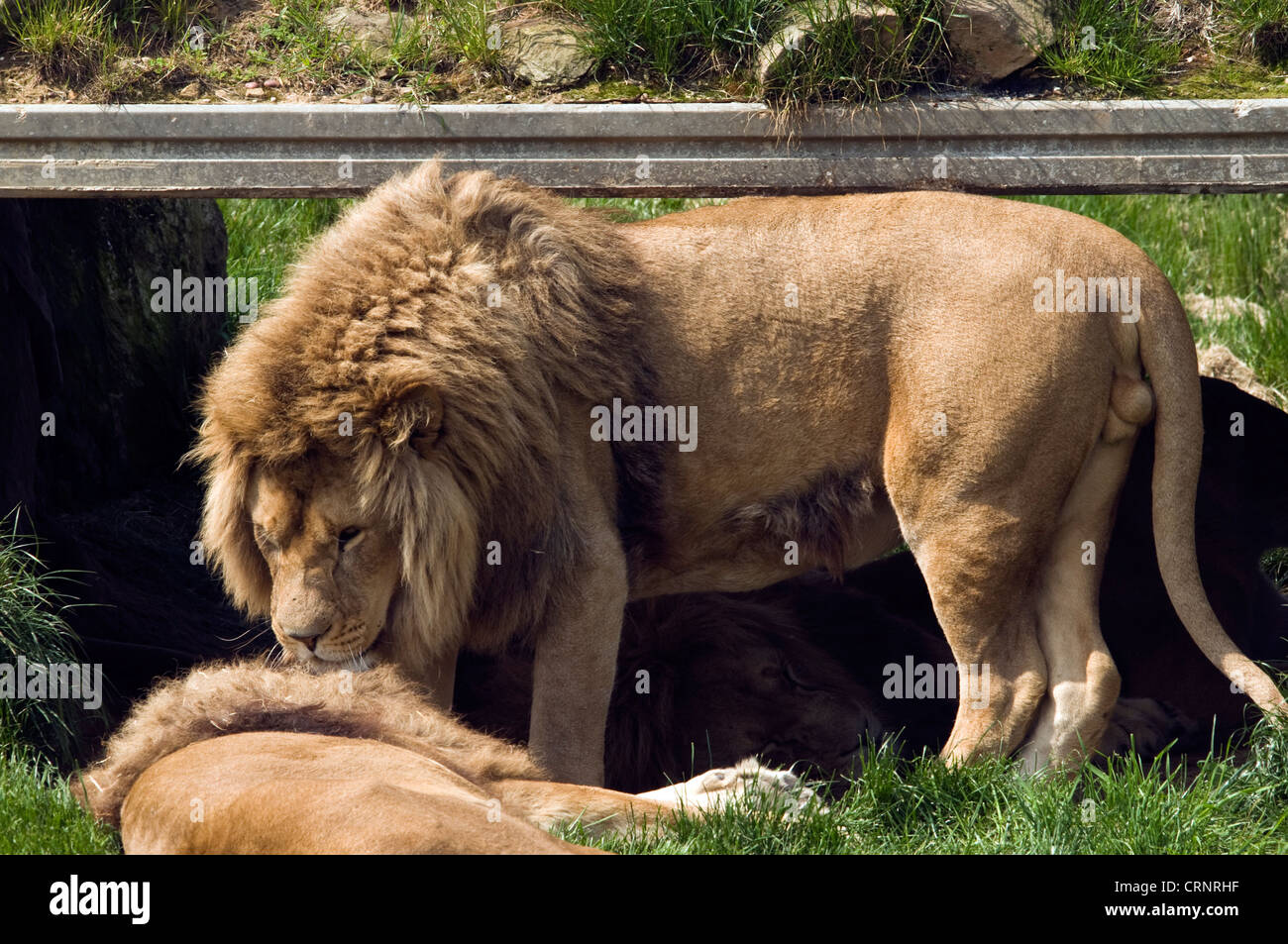 Lions IN Yorkshire Stock Photo