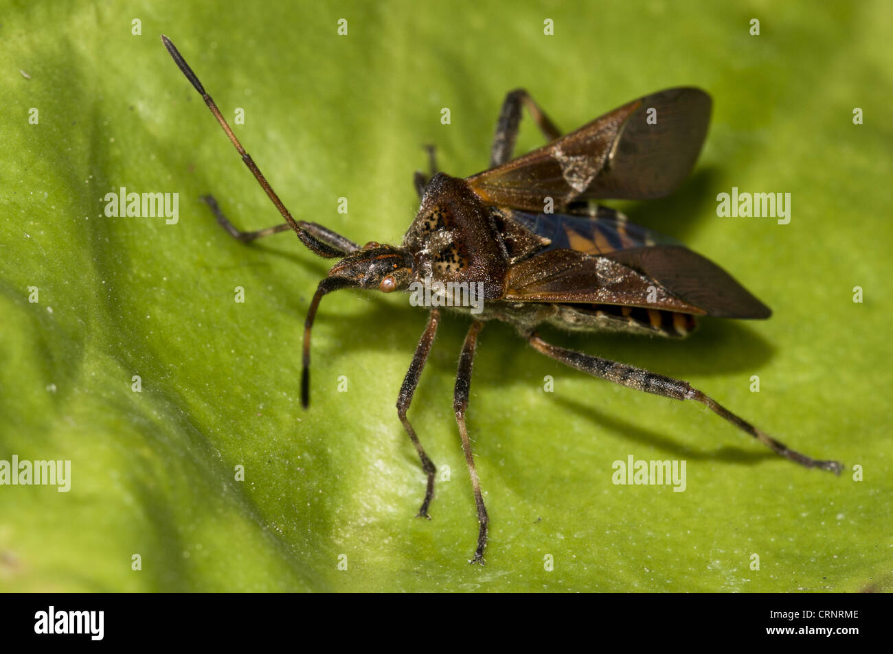 Western Conifer Seedbug (Leptoglossus occidentalis) introduced invasive species, adult, with wing cases opening, resting on Stock Photo