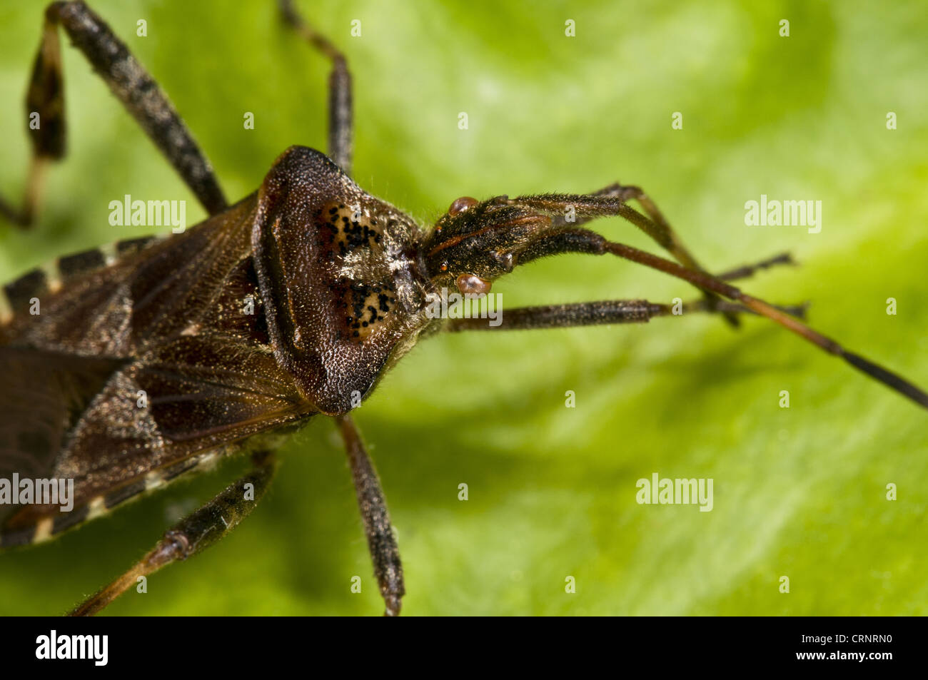 Western Conifer Seedbug (Leptoglossus occidentalis) introduced invasive species, adult, close-up of head, cleaning antennae Stock Photo