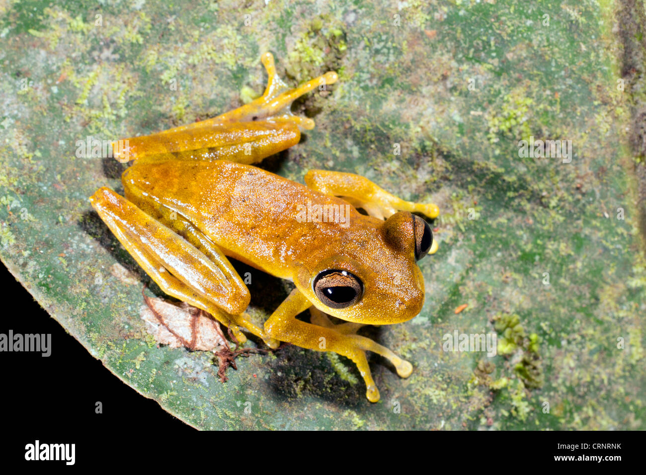 Gunther's Banded Treefrog (Hypsiboas fasciatus) in the Ecuadorian Amazon Stock Photo