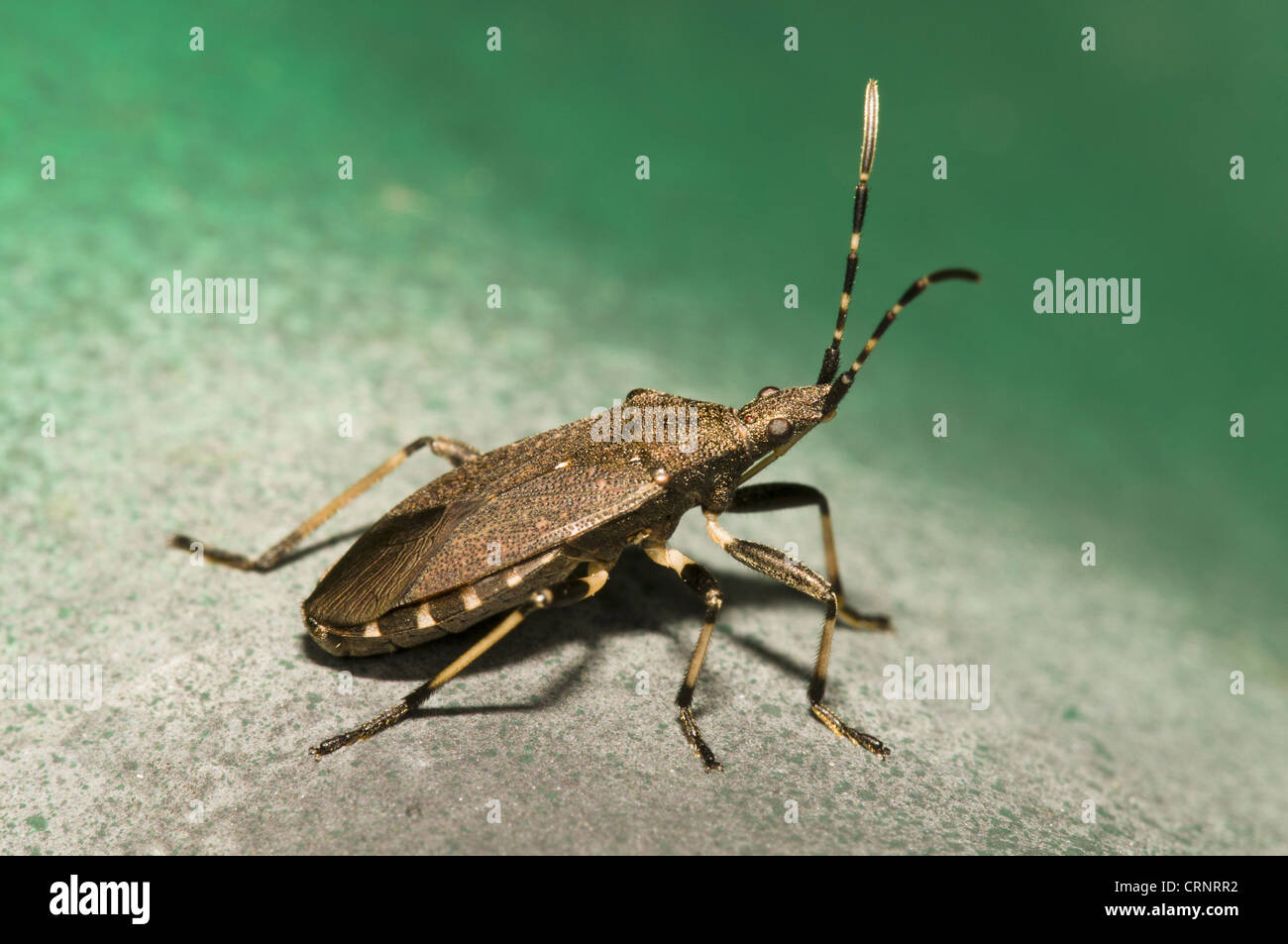 Spurge Bug (Dicranocephalus medius) adult, basking on corrugated tin put down for surveying reptiles, Downe Bank Nature Stock Photo
