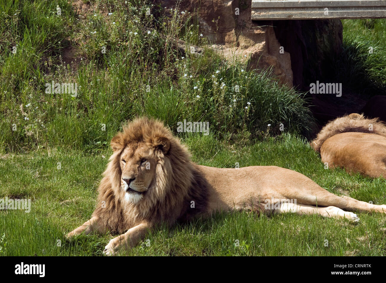 Lions at yorkshire wildlife park hi-res stock photography and images ...