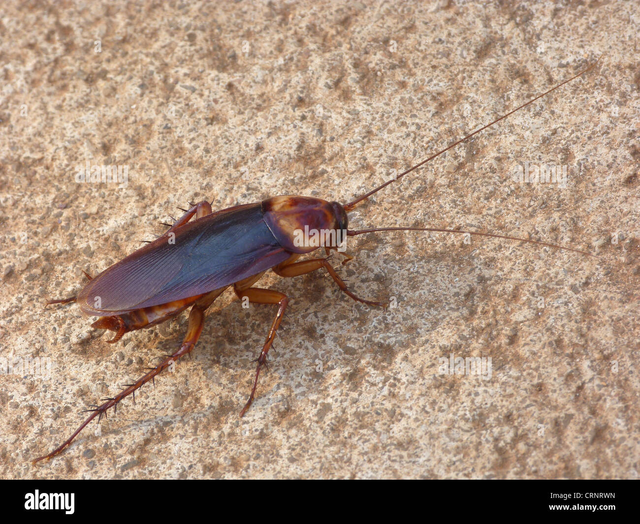 Australian Cockroach (Periplaneta australasiae) adult, walking on ground beside house, Western Australia, Australia Stock Photo