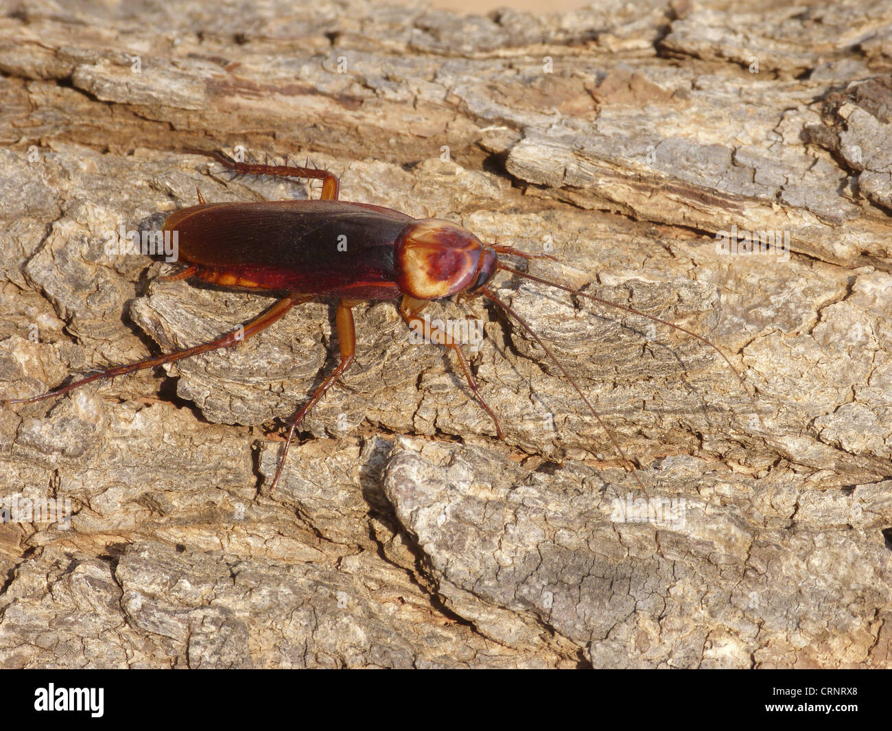Australian Cockroach (Periplaneta australasiae) adult, basking on bark in early morning sunshine, Western Australia, Australia Stock Photo