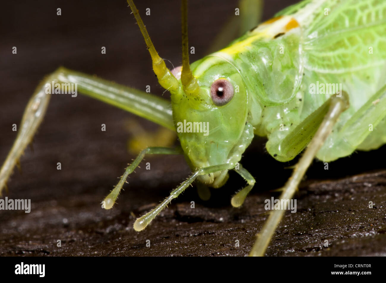 Oak Bush-cricket (Meconema thalassinum) adult, close-up of head, on garden fence, Belvedere, Kent, England, september Stock Photo