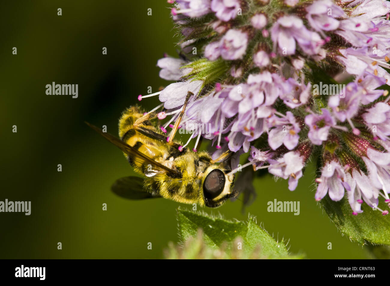 Hoverfly (Myathropa florea) adult, feeding on flowers, Sevenoaks Wildlife Reserve, Kent, England, august Stock Photo