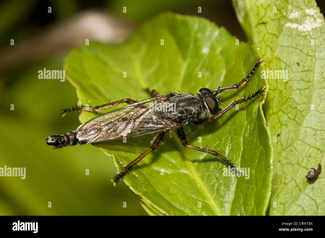 Kite-tailed Robberfly (Machimus atricapillus) adult, resting on leaf, Downe Bank Nature Reserve, North Downs, Kent, England, Stock Photo