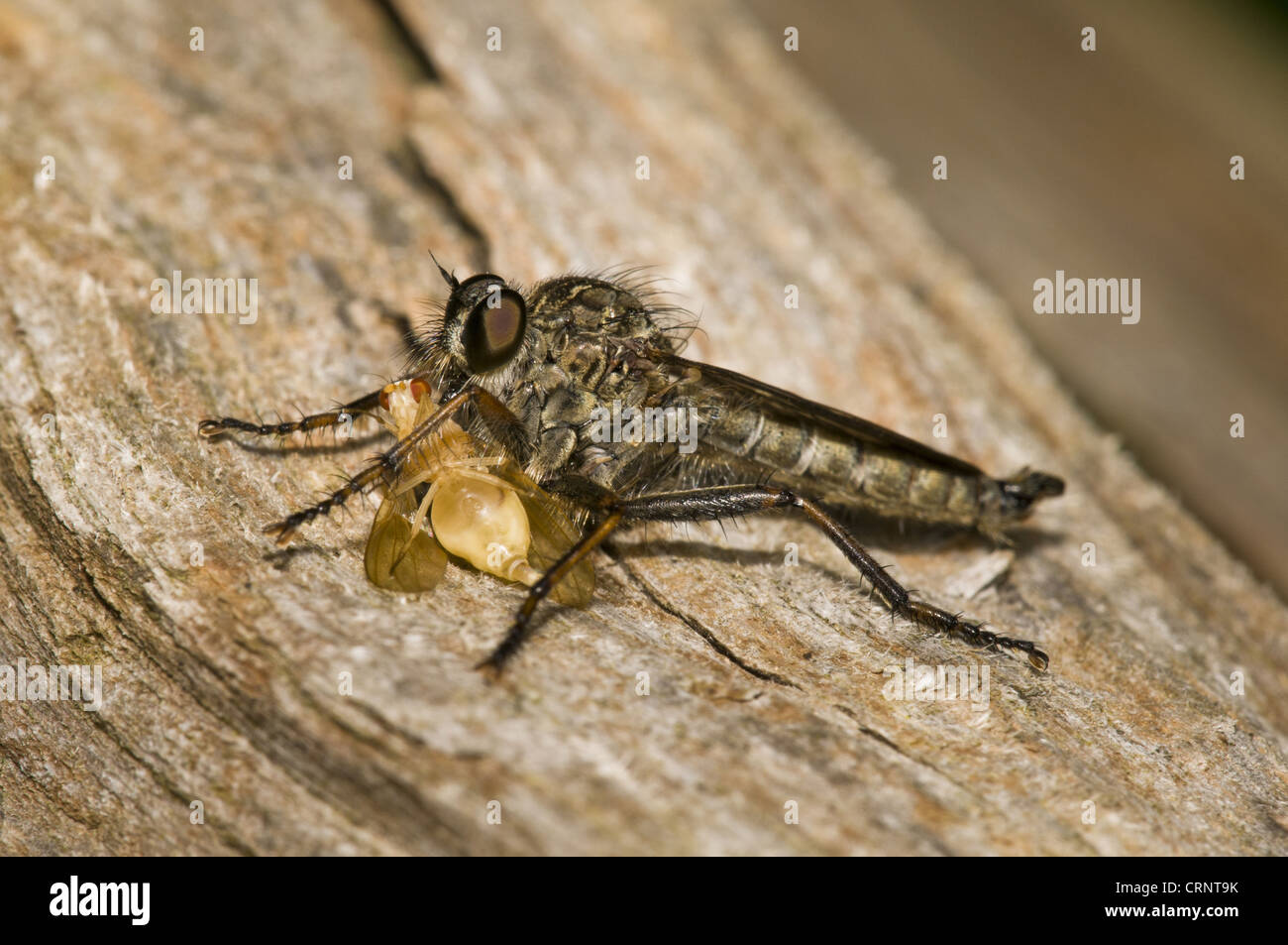 Kite-tailed Robberfly (Machimus atricapillus) adult, feeding on prey, Downe Bank Nature Reserve, North Downs, Kent, England, Stock Photo