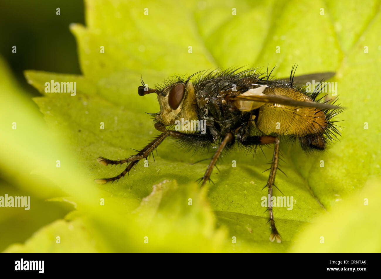 Tachinid Fly (Tachina fera) adult, resting on leaf, Downe Bank Nature Reserve, North Downs, Kent, England, august Stock Photo