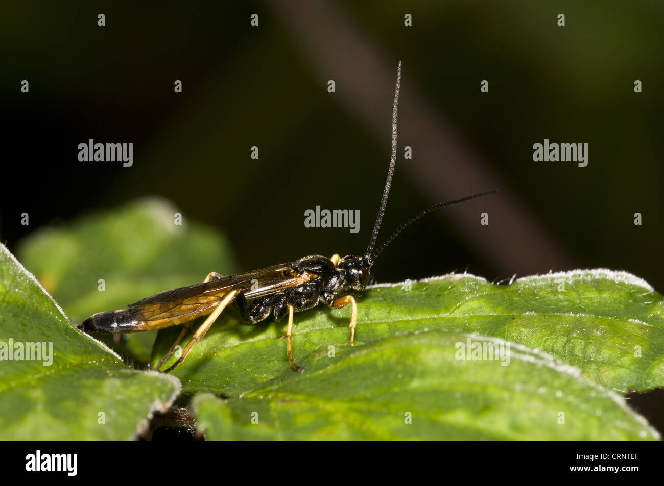 Sirex Woodwasp (Sirex noctilio) adult male, resting on leaf, Brede High Woods, West Sussex, England, september Stock Photo