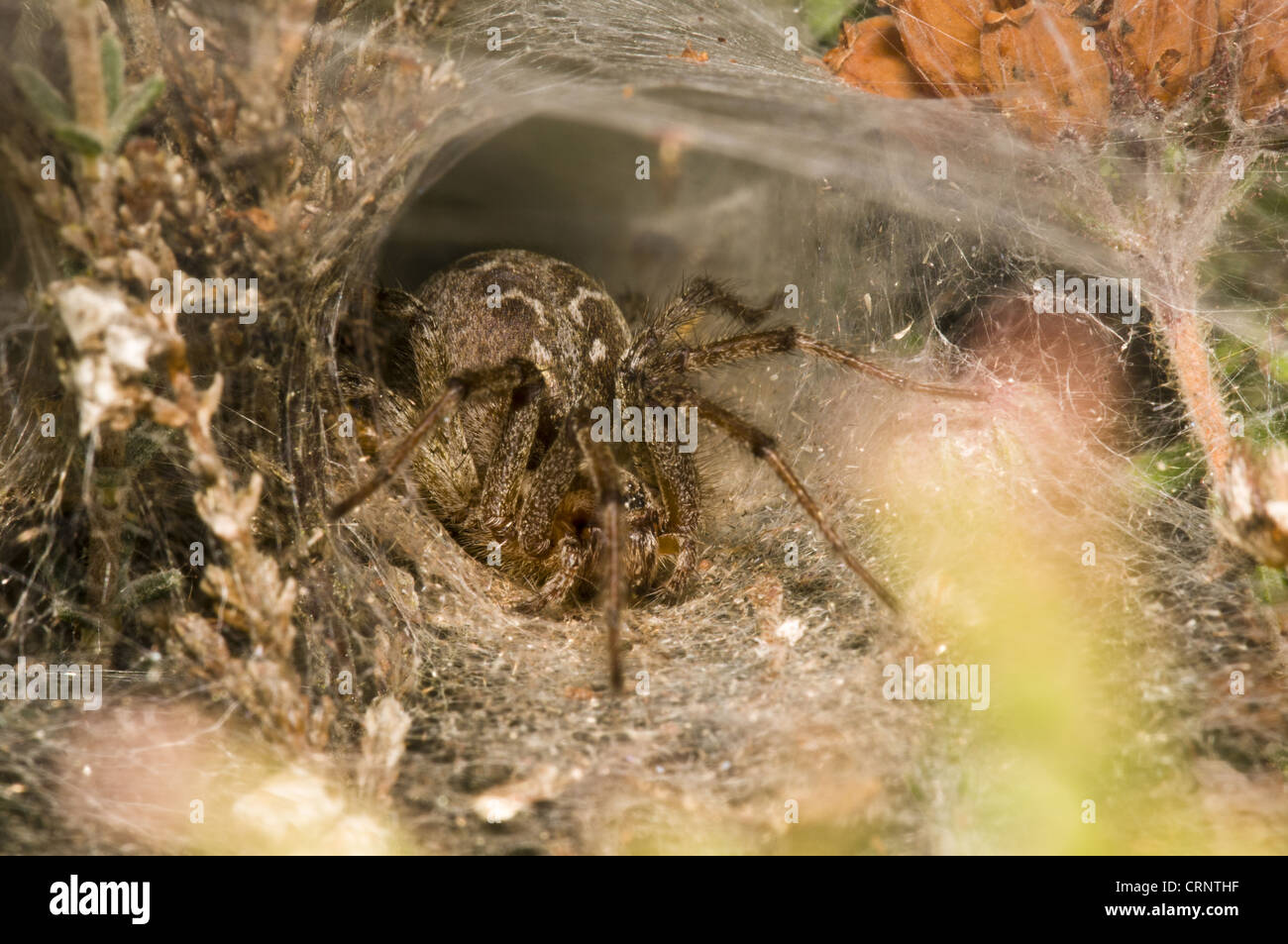 Labyrinth Spider (Agelena labyrinthica) adult female, at entrance to