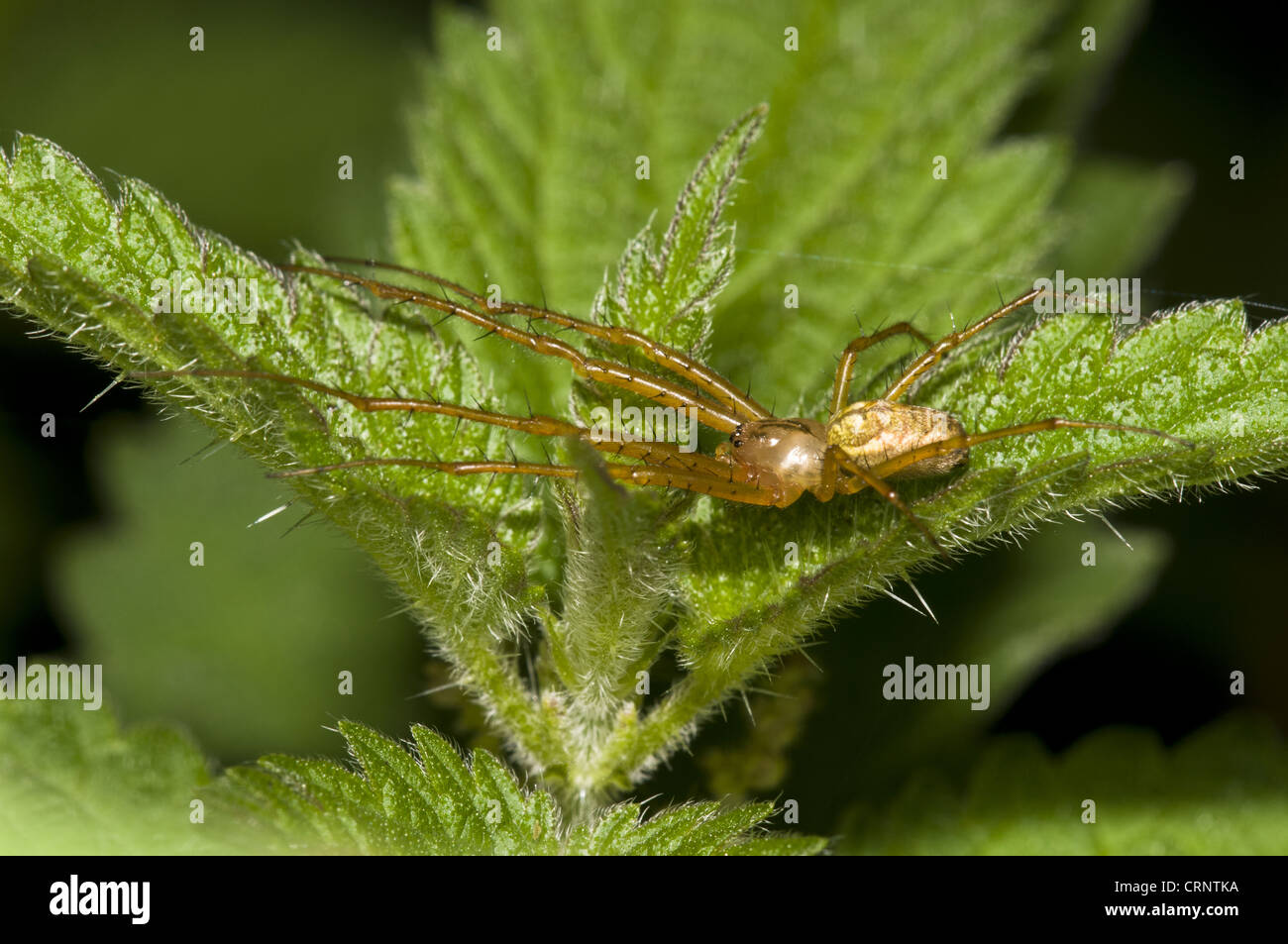 Lesser Garden Spider (Metellina segmentata) adult, straddling Stinging Nettle (Urtica dioica) leaves, Brede High Woods, West Stock Photo