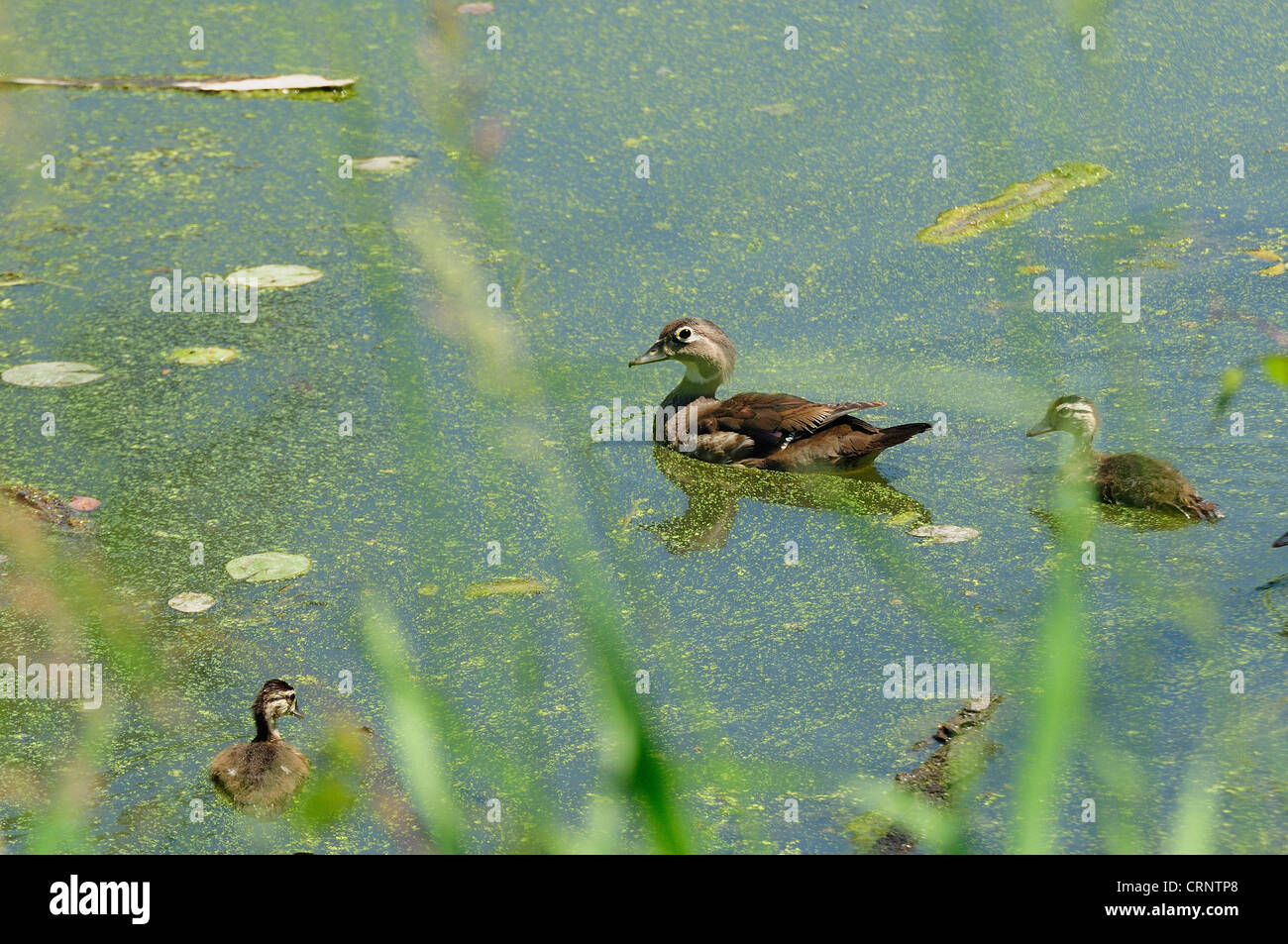 Wood duck chicks hi-res stock photography and images - Alamy