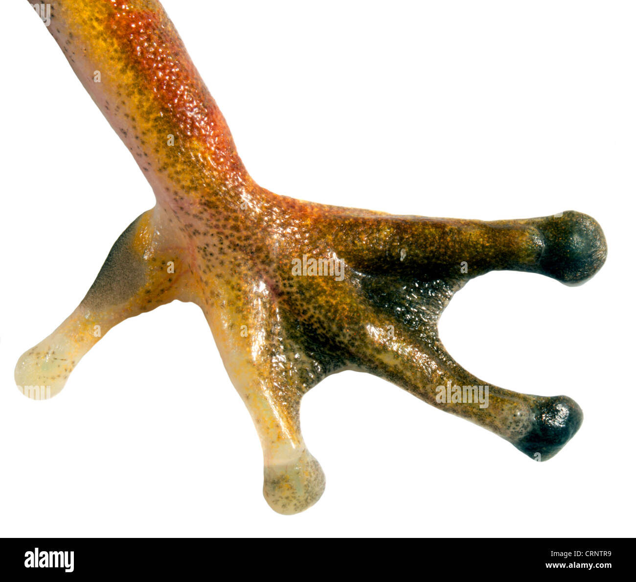 Front foot of the Map Treefrog (Hypsiboas geographicus) Stock Photo