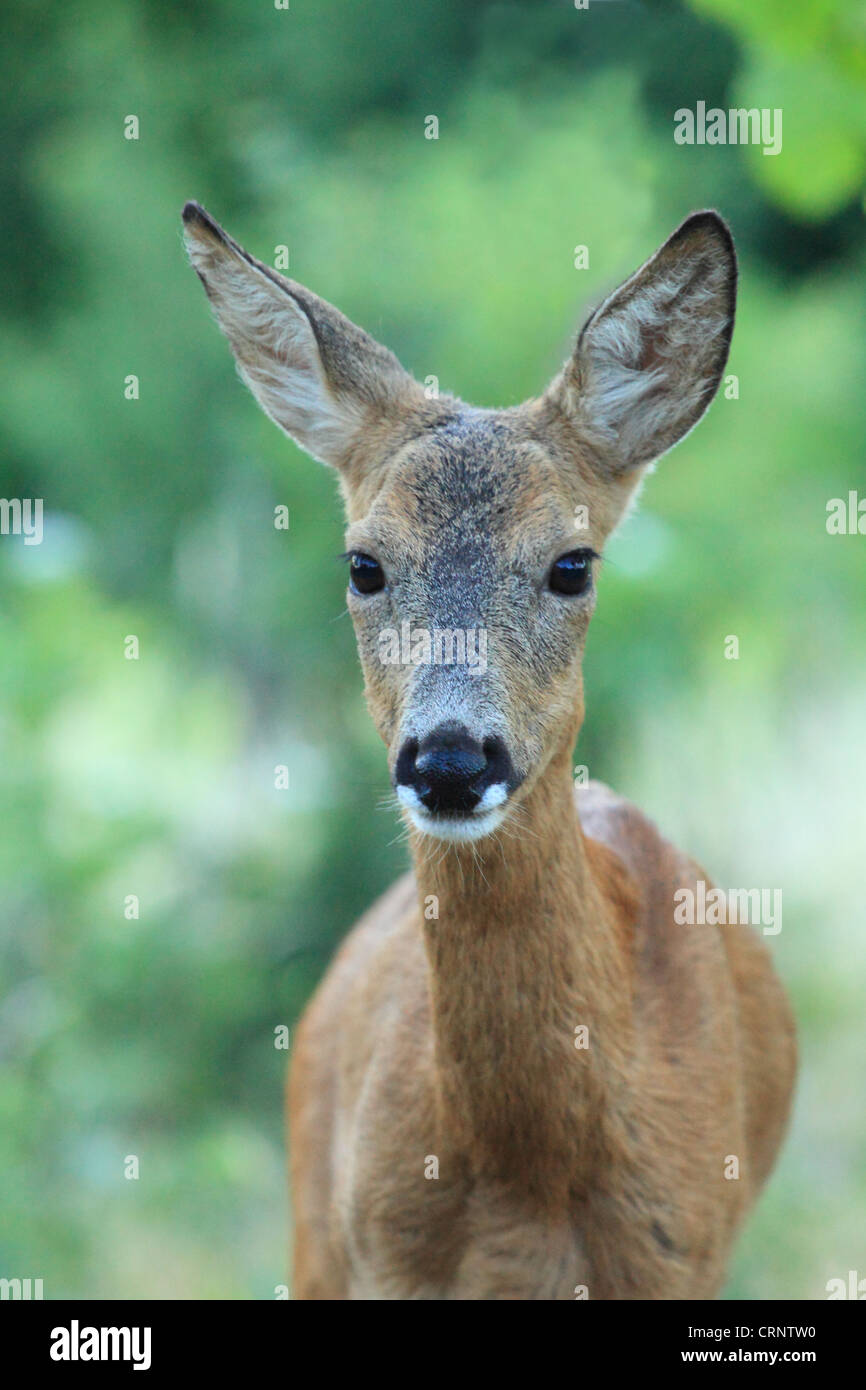 European Roe Deer (Capreolus capreolus) doe. Location: Male Karpaty, Slovakia. Stock Photo