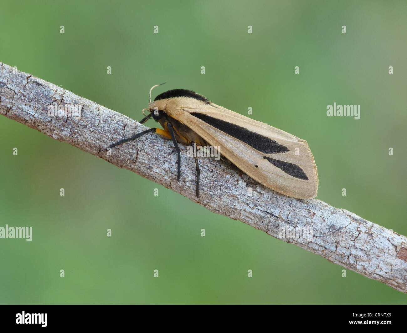 Hairy Caterpillar Moth (Creatonotos gangis) adult female, resting on