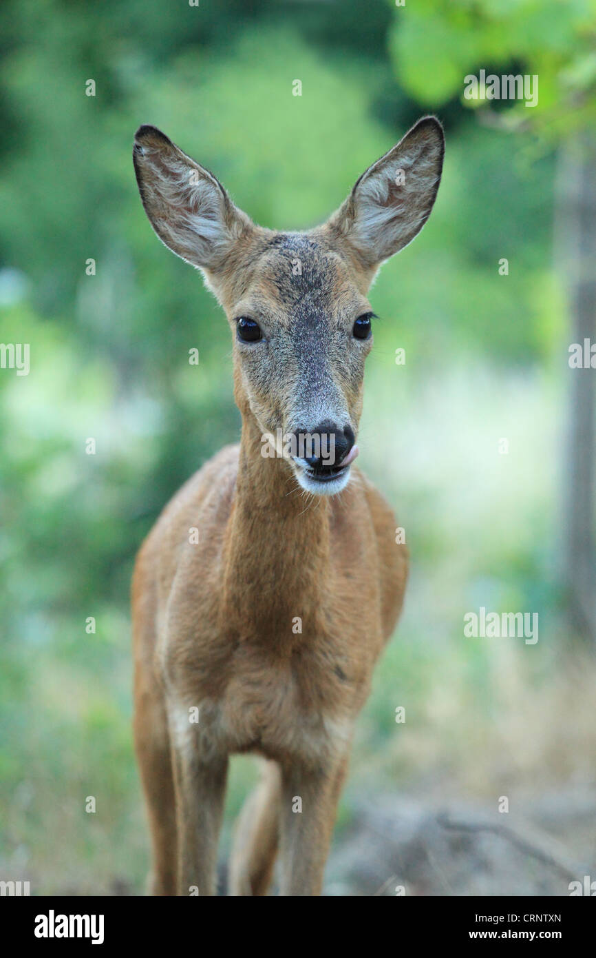 European Roe Deer (Capreolus capreolus) doe. Location: Male Karpaty, Slovakia. Stock Photo