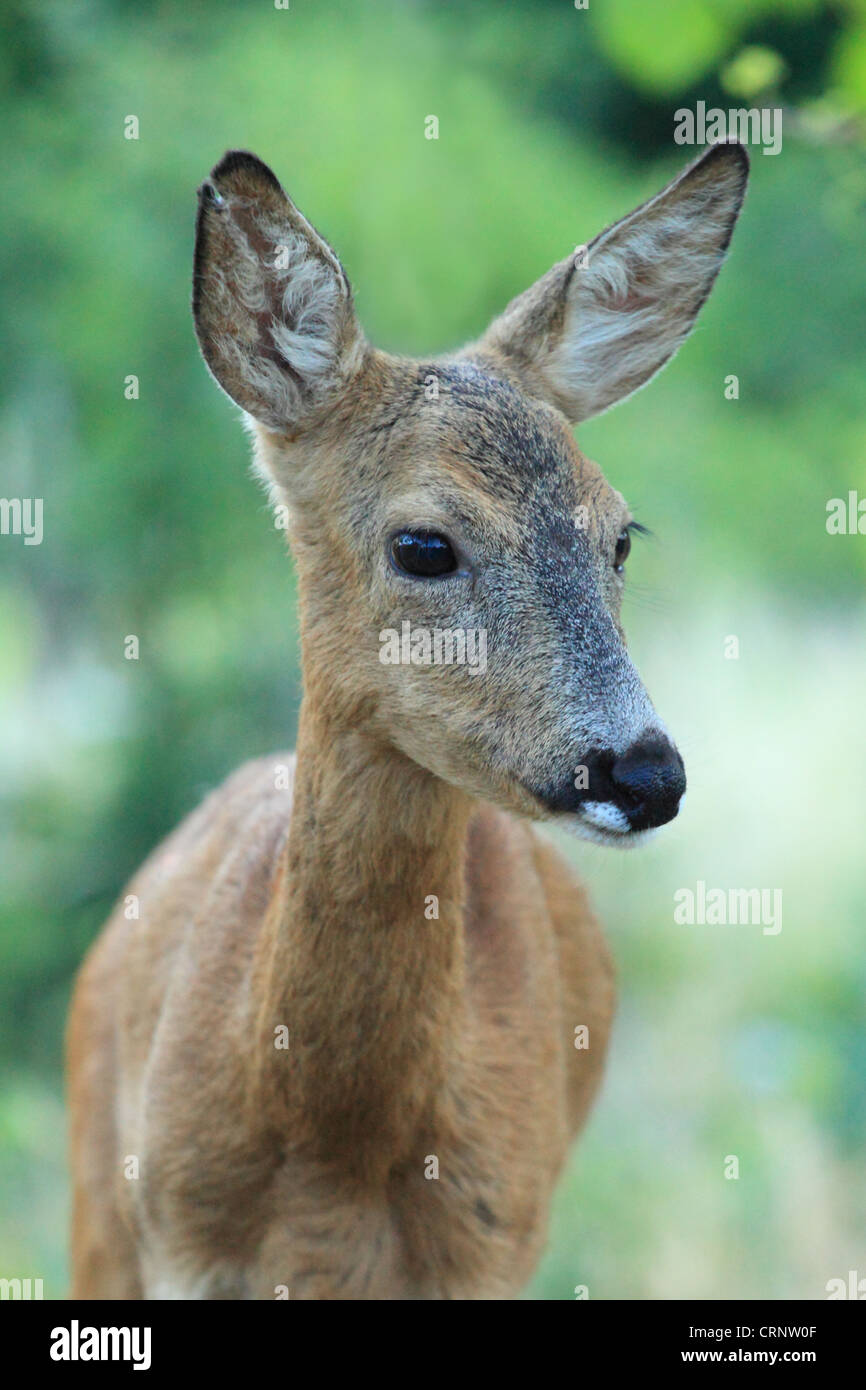 European Roe Deer (Capreolus capreolus) doe. Location: Male Karpaty, Slovakia. Stock Photo