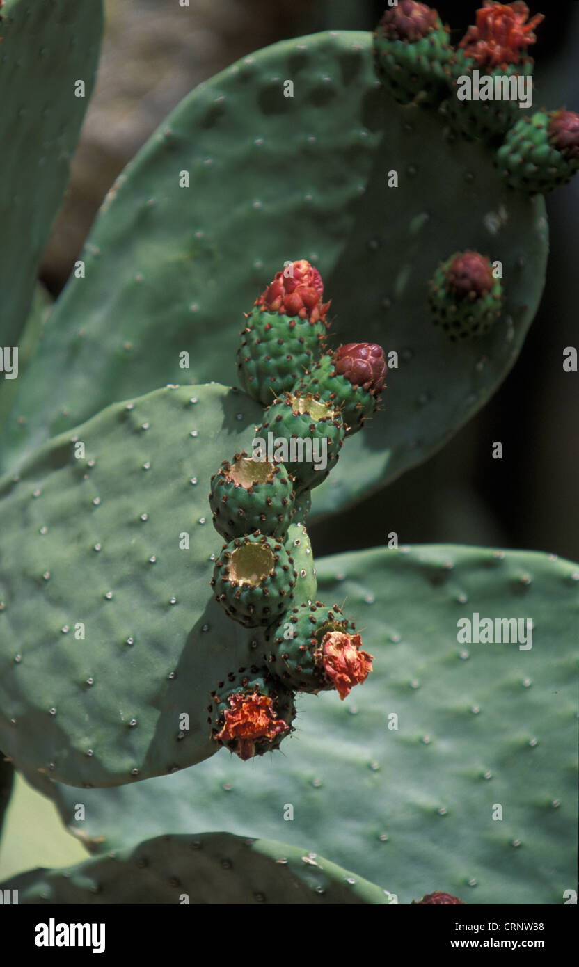 Cacti Common Beavertail (Opuntia basilaris) Stock Photo
