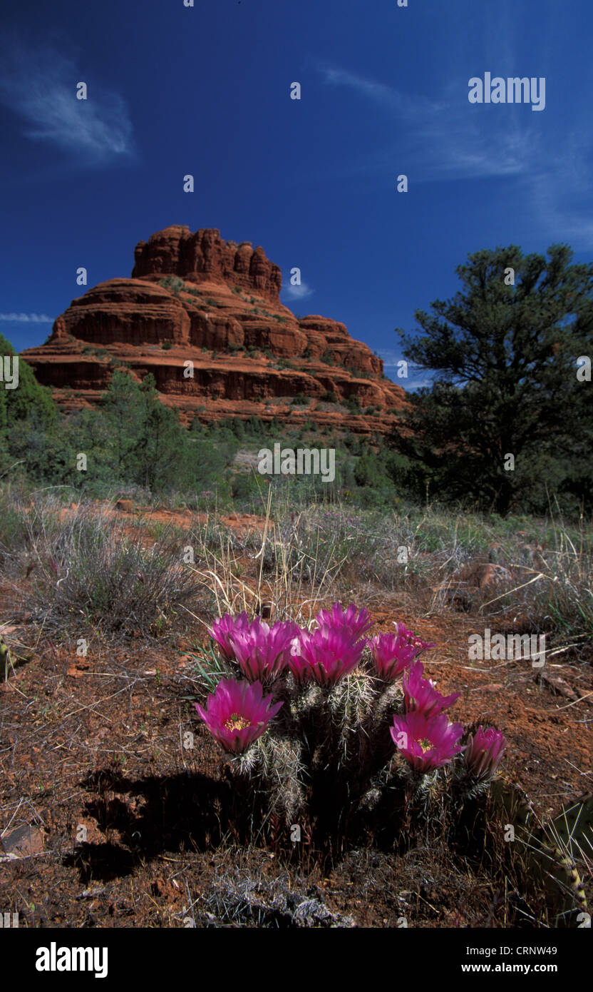 Cacti-Hedgehog Strawberry (Echinocereus enneacanthus) At Oak Creek Canyon, Arizona, USA. Stock Photo