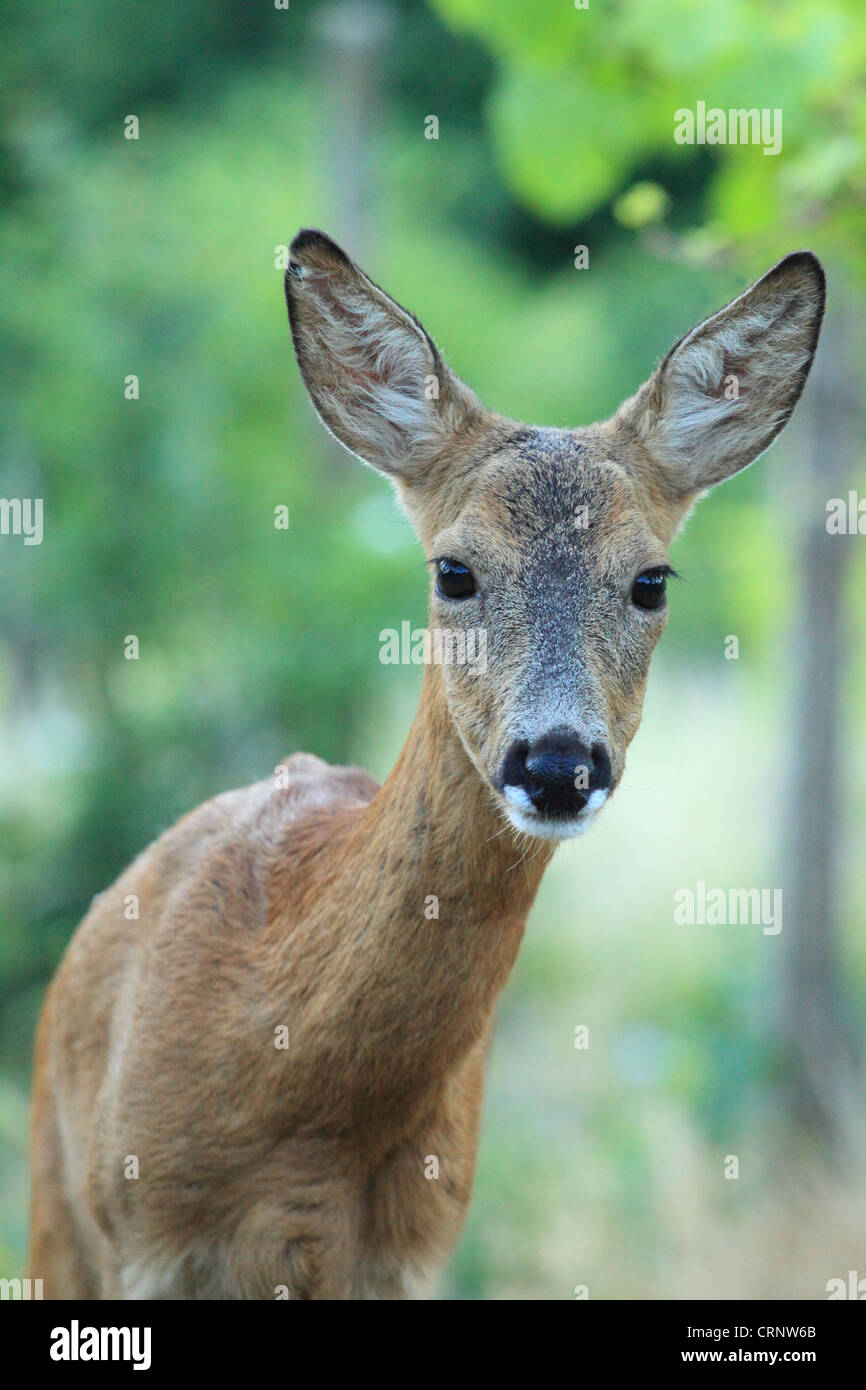 European Roe Deer (Capreolus capreolus) doe. Location: Male Karpaty, Slovakia. Stock Photo