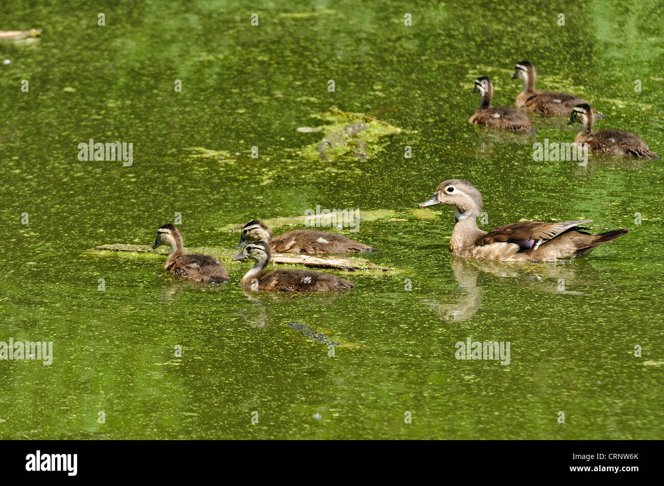 Wood duck chicks hires stock photography and images Alamy