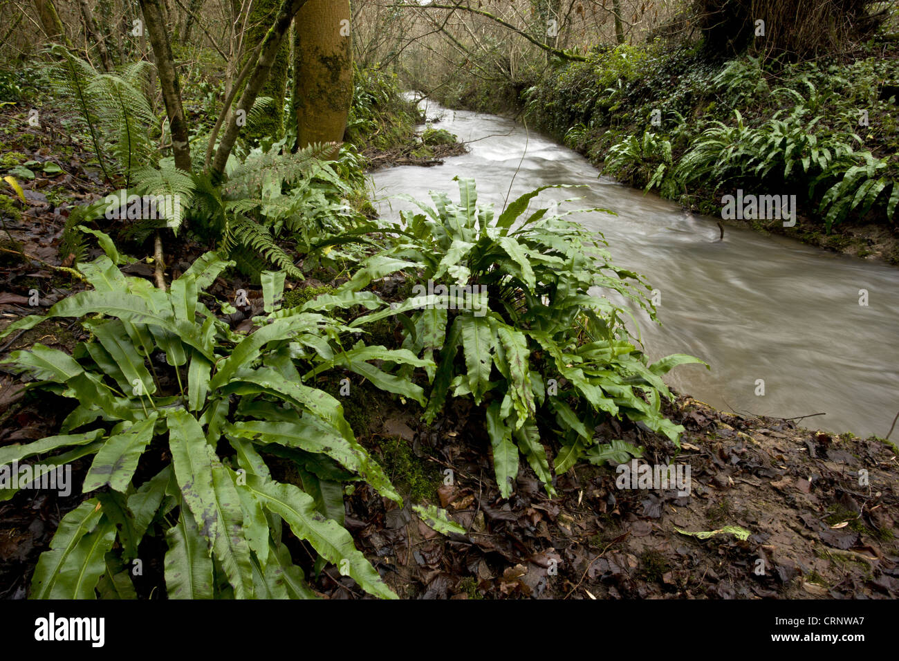 Hart's-tongue Fern (Phyllitis scolopendrium) fronds, growing on bank of stream, tributary of Mells River, Mendips, Somerset, Stock Photo