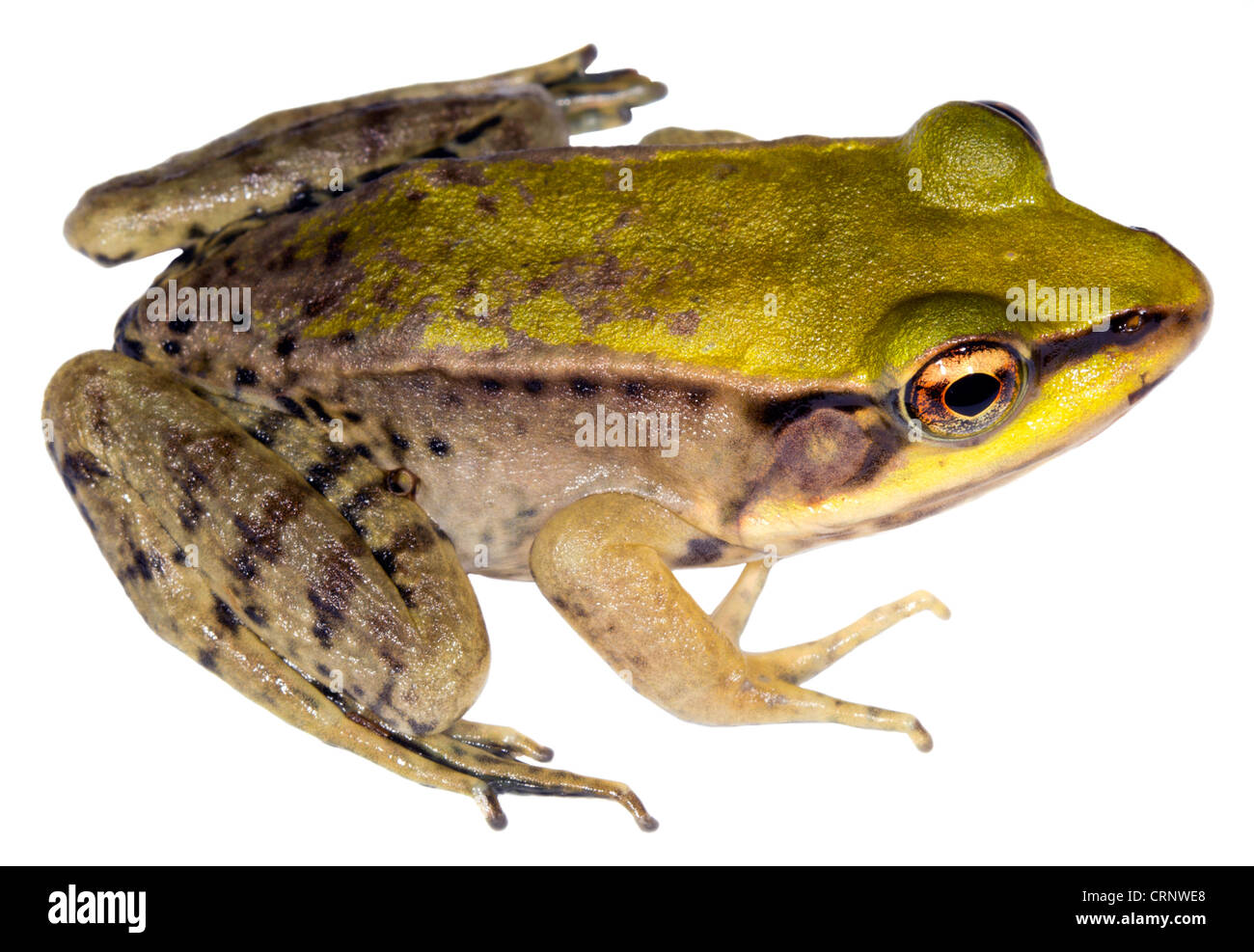 Neotropical green frog (Lithobates palmipes) Stock Photo