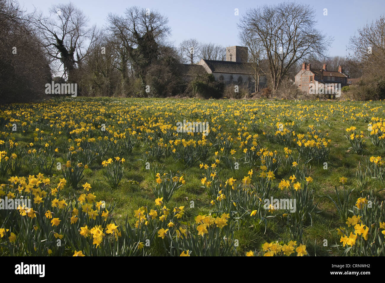 Daffodil (Narcissus pseudonarcissus) flowering mass, growing in