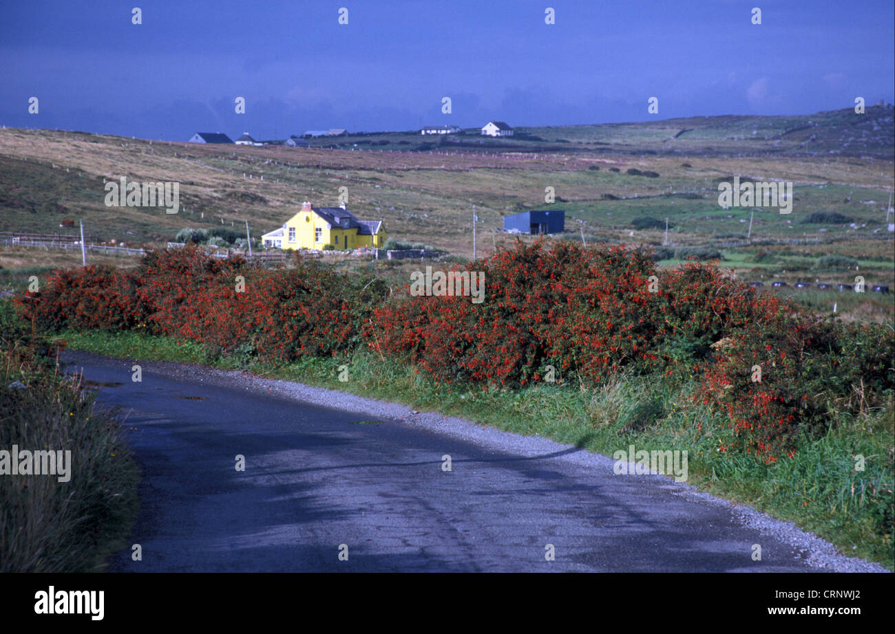 Fuchsia (Uchsia magellanica) Hedgerow - Co Galway, Ireland Stock Photo