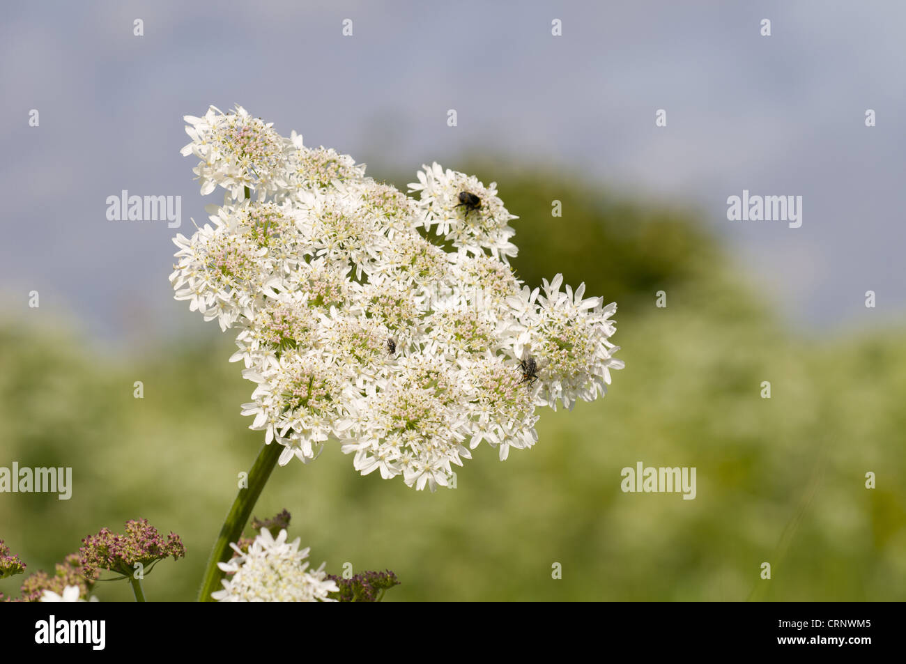 Hogweed (Heracleum sphondylium) flowering, with insects feeding on umbel, Crossness Nature Reserve, Bexley, Kent, England, june Stock Photo