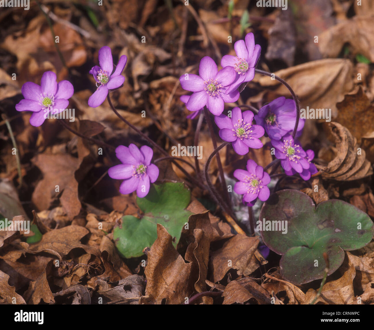 Flower - Liverwort (Anemone hepatica) Close-up of clump in flower / dead leaves Stock Photo