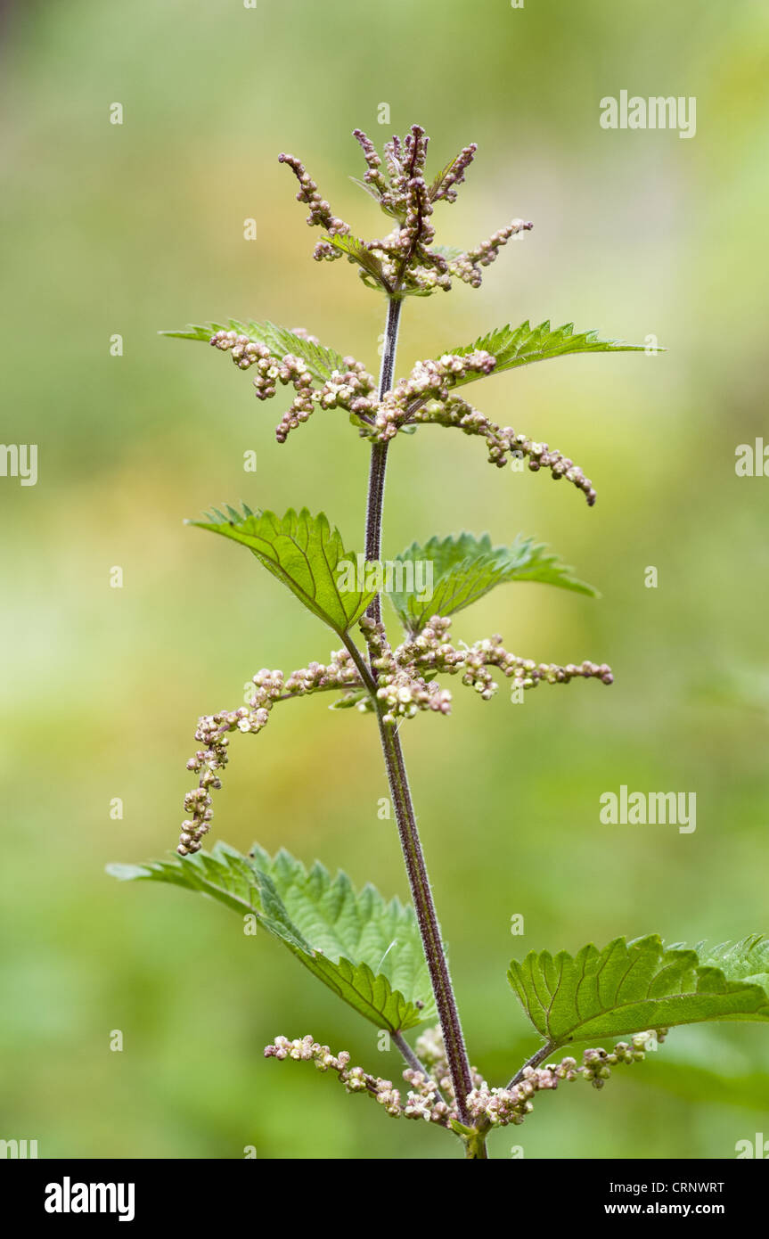 Stinging Nettle (Urtica dioica) flowering, Downe Bank Nature Reserve, North Downs, Kent, England, august Stock Photo