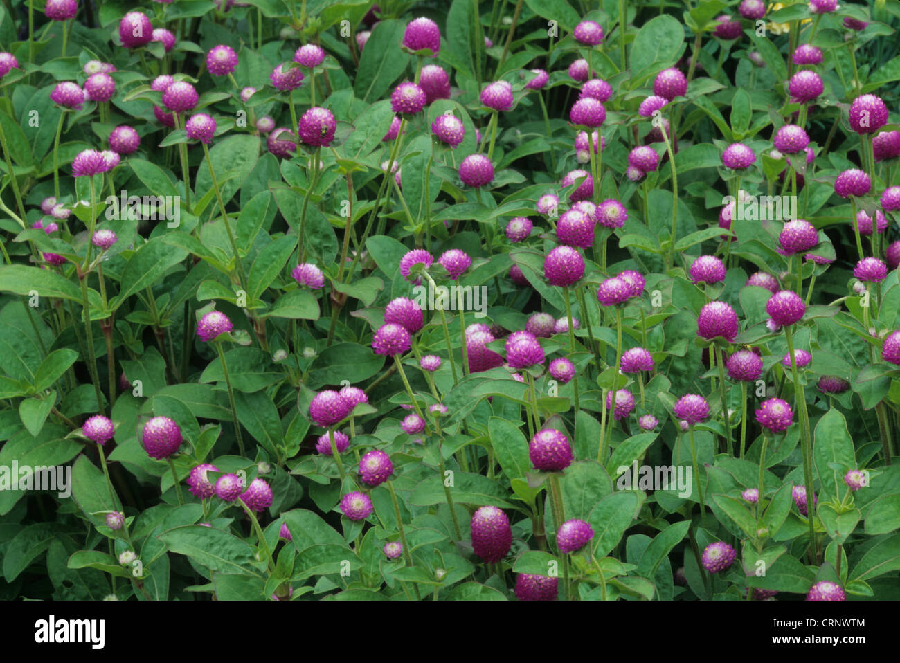 Globe Amaranth (Gomphrena globosa) 'Bicolor Rose', flowering, in garden, U.S.A. Stock Photo