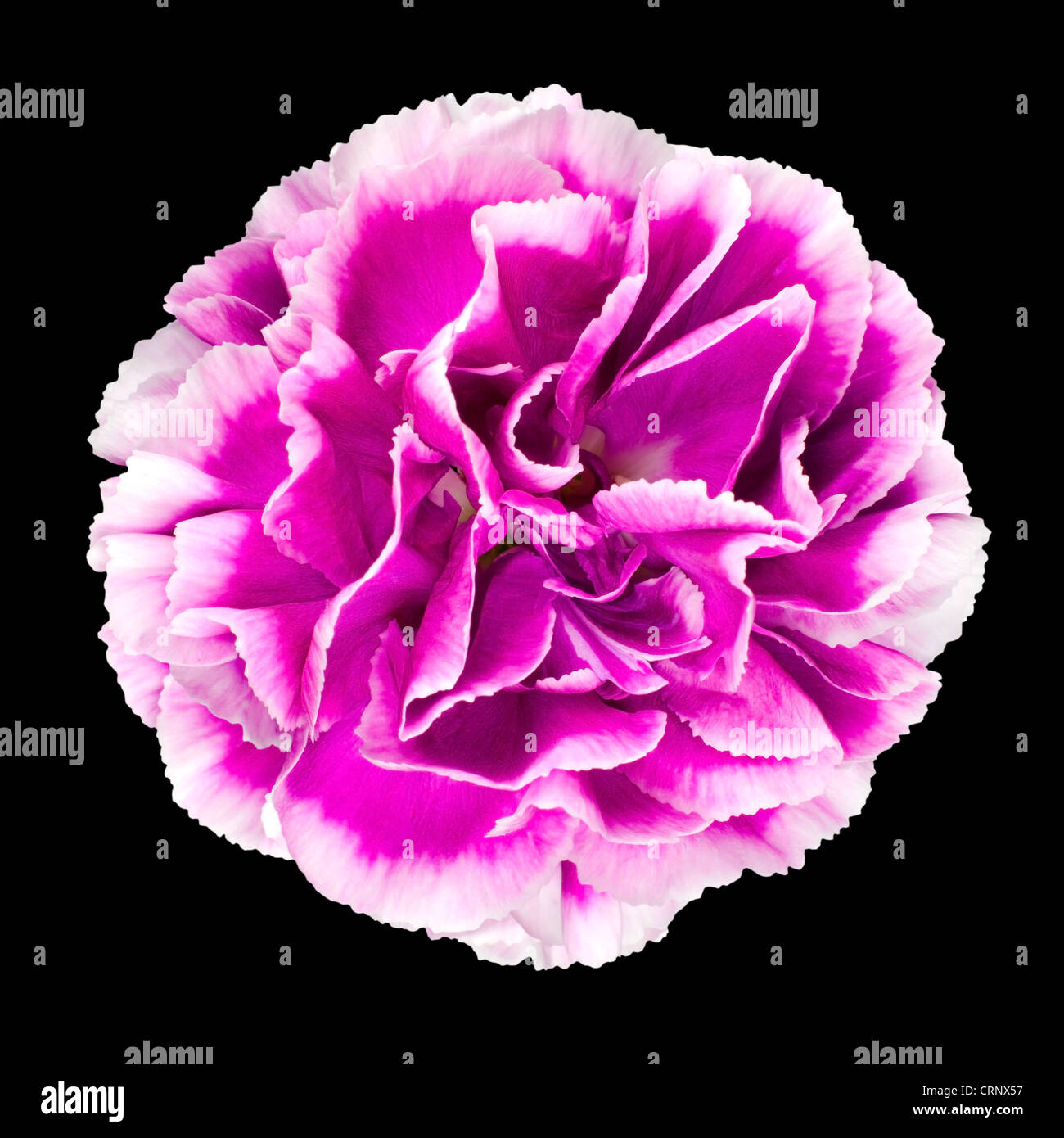 2019 year - Gilly Flower 2019 year