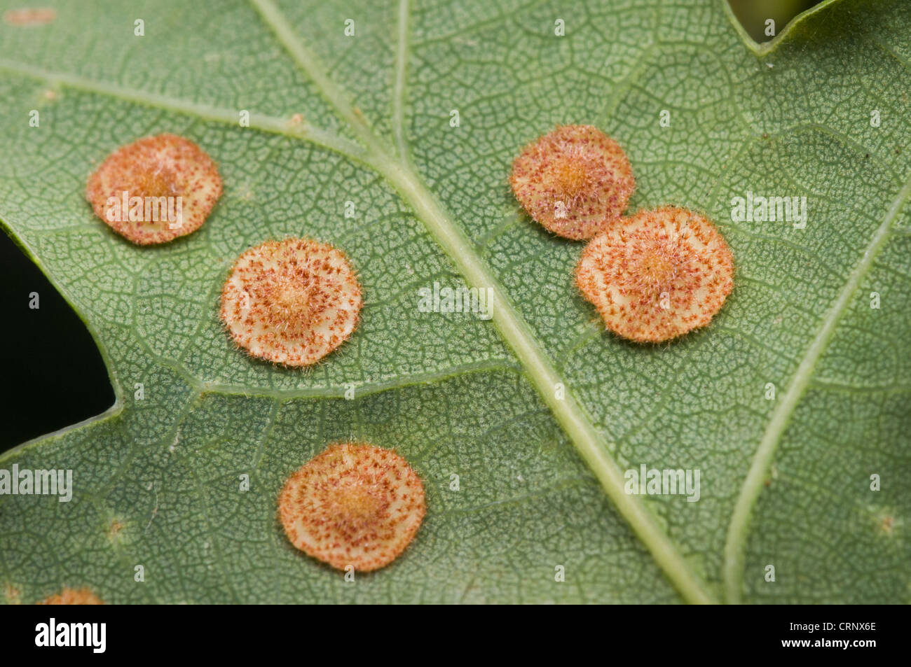 Common Spangle Gall Wasp (Neuroterus quercusbaccarum) galls, on underside of Oak (Quercus sp.) leaf, Downe Bank Nature Reserve, Stock Photo