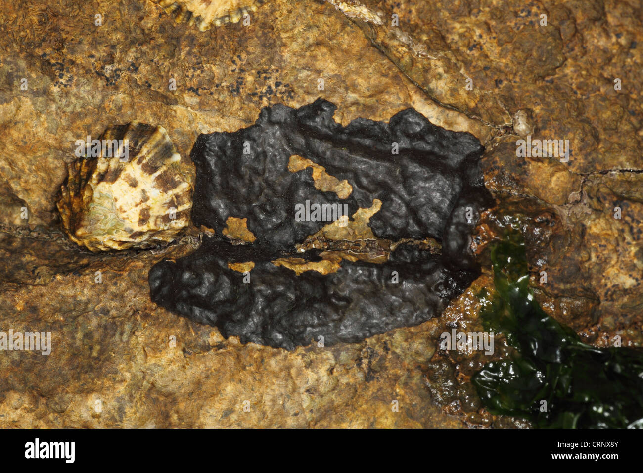 Tar Lichen (Verrucaria mucosa) growing on coastal rock with limpet, Swanage, Dorset, England, april Stock Photo