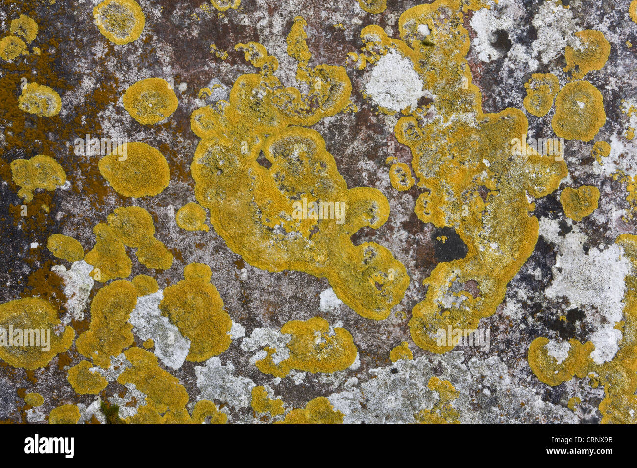 Lichen (Caloplaca flavescens) and other lichen species, growing on old gravestone in churchyard, Stoke Pero Church, Stoke Pero, Stock Photo