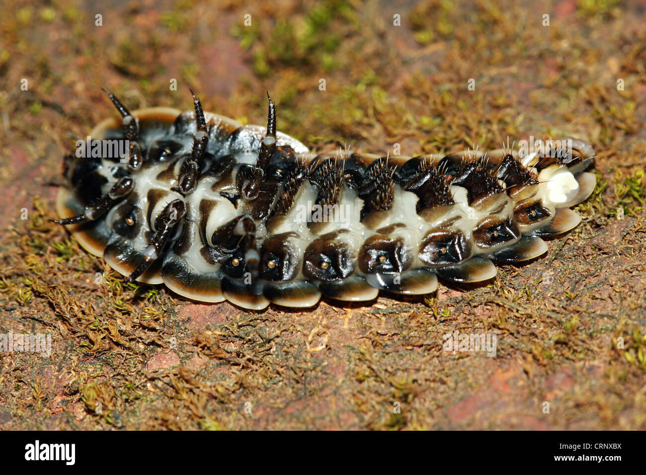 Female of a Glow Worm (Ventral Side Stock Photo Alamy