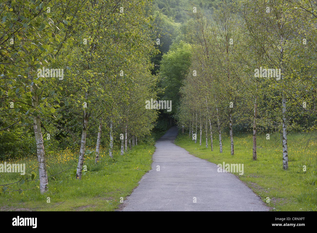 Silver Birch (Betula pendula) avenue, lining track through forest, Cwmcarn Forest Drive, Nantcarn Valley, Caerphilly, South Stock Photo