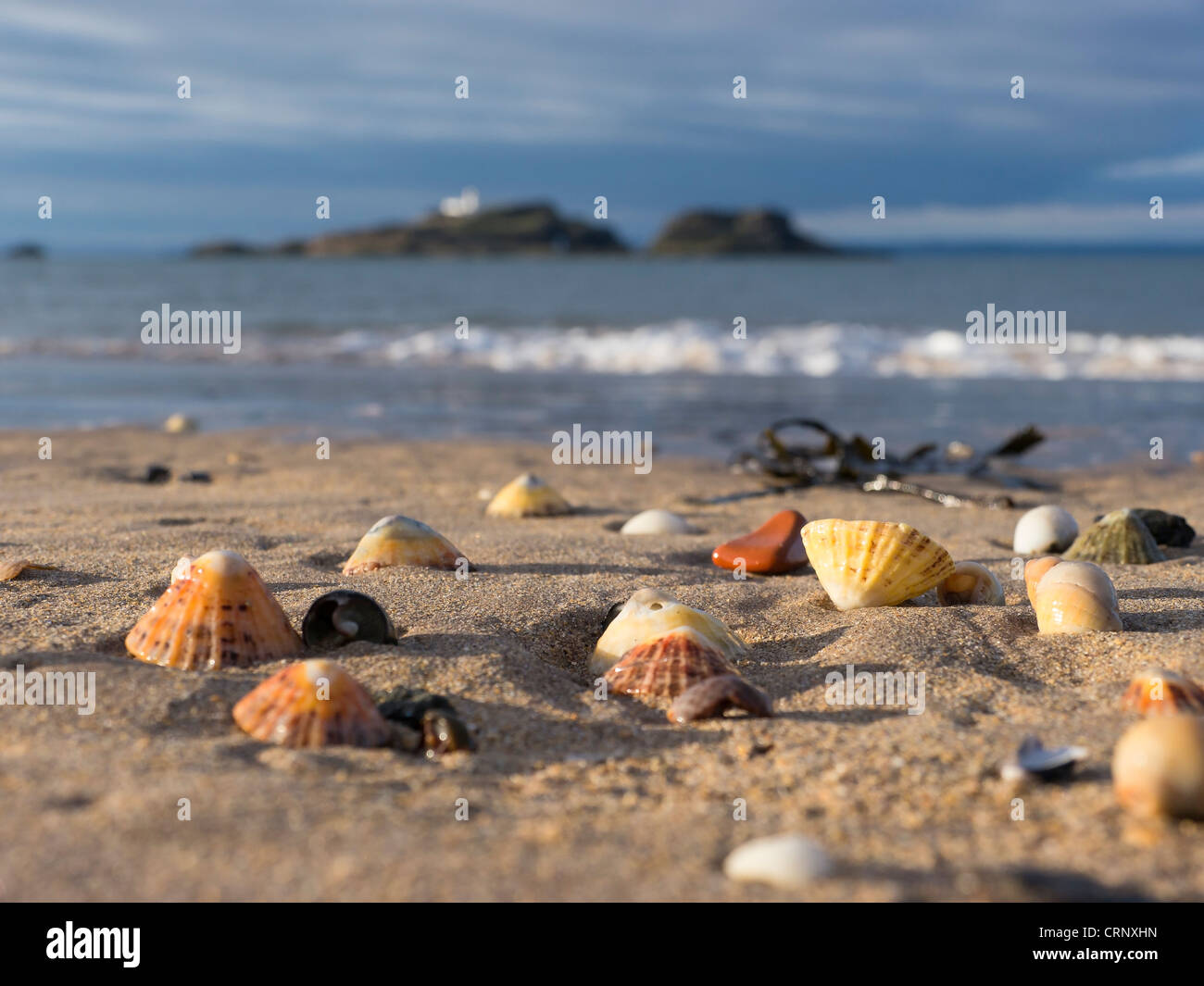 Shells on a beach with Fidra Island in the distance, at Yellowcraig, East Lothian, Scotland. Stock Photo
