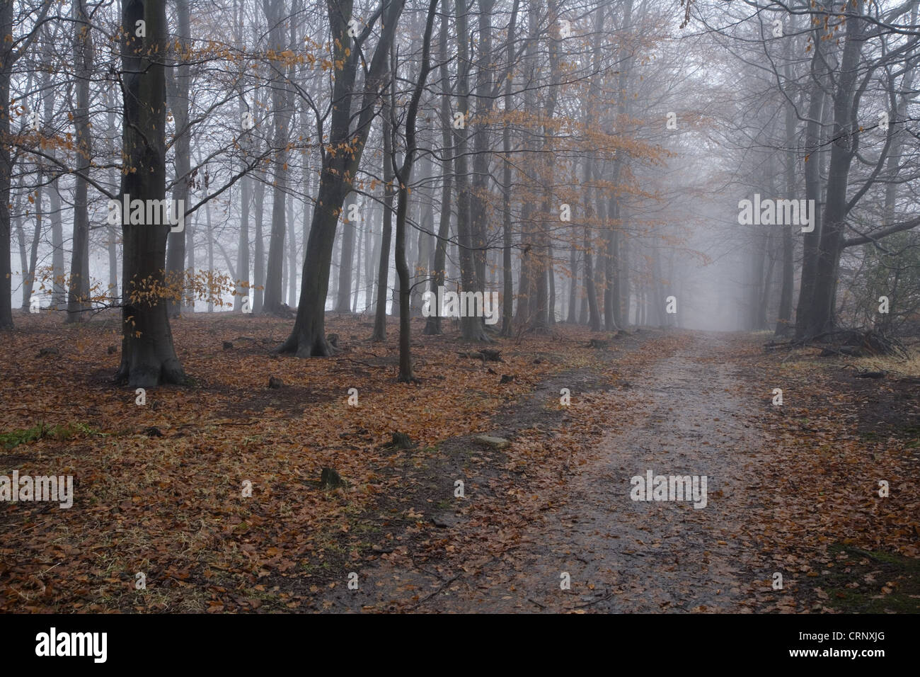 Bridleway in deciduous woodland shrouded with freezing fog, Gilling Wood, near Ampleforth, North Yorkshire, England, december Stock Photo