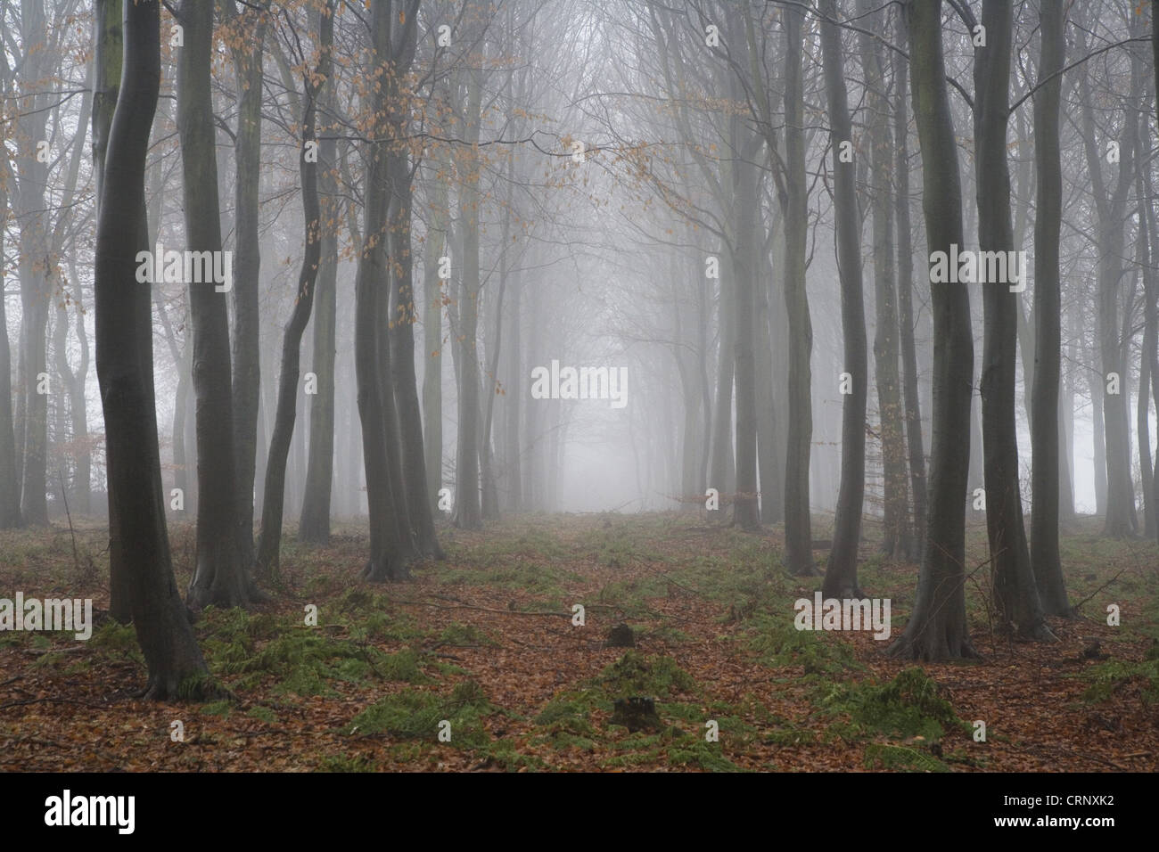 Trees in deciduous woodland shrouded with freezing fog, Gilling Wood, near Ampleforth, North Yorkshire, England, december Stock Photo