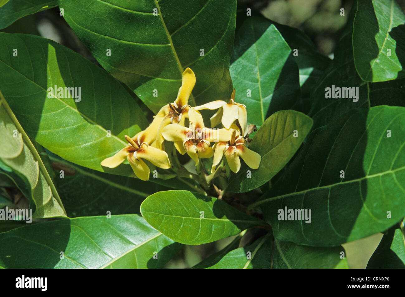 Genipapo (Genipa americana) close-up of flowers, Brazil Stock Photo
