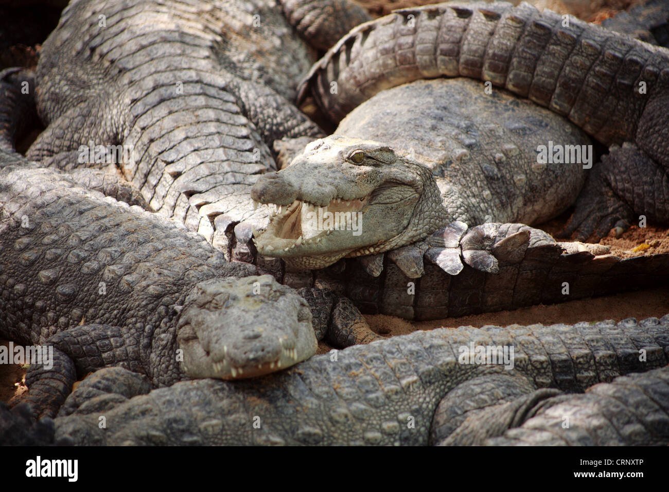 Group of Mugger crocodiles or marsh crocodiles, Crocodylus palustris. Stock Photo